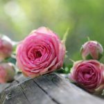 Léčivá skromná kráska – růžička stolistá