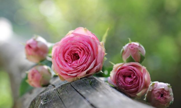 Léčivá skromná kráska – růžička stolistá